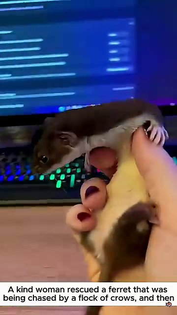 The ferret rests peacefully in its rescuer's lap, a book visible beneath the blanket.