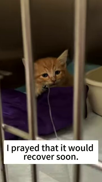 A close-up of the kitten's face, showing its weakened and exhausted state.