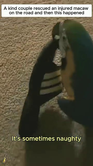 A final shot of the macaw in its new home, looking bright-eyed and content, surrounded by warmth and safety.