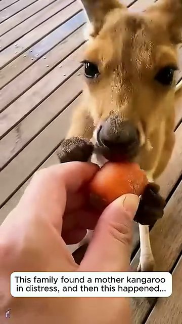 A happy, healthy kangaroo interacting with its human family in a home setting.