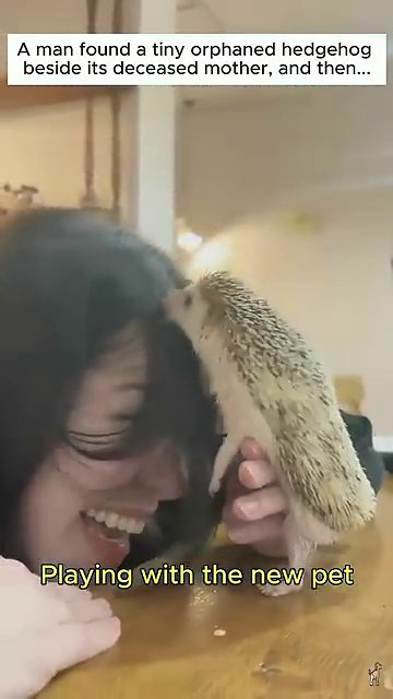 The fully grown hedgehog explores its enclosure, looking healthy and alert with its quills standing tall.