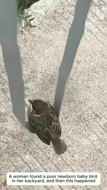 The bird standing on grass or dirt in the final frame, indicating release or readiness for release.
