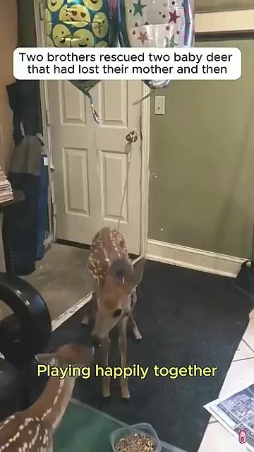 A fawn with an orange collar rests calmly, its eyes bright and alert, a sign of improving health and comfort.