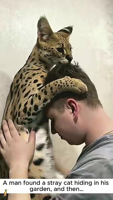 The man gently petting the cat, their bond clearly strong and affectionate.