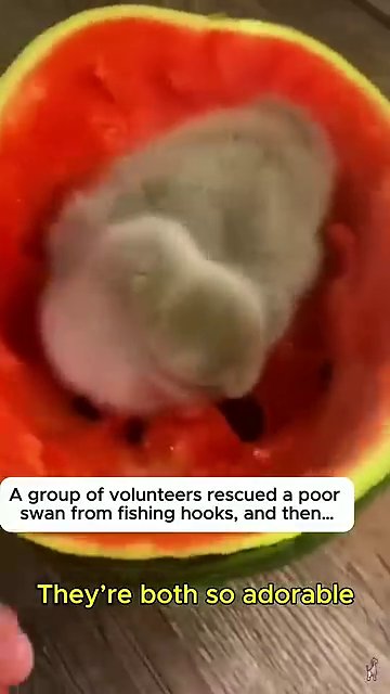 A playful moment showing the bond between the swan and its rescuer during recovery.