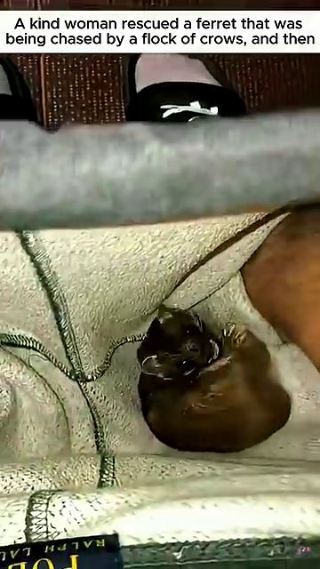 A final image of the ferret, calm and safe, wrapped in a soft blanket.