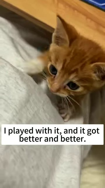 The kitten resting comfortably in its cage, showing visible improvement in its condition.
