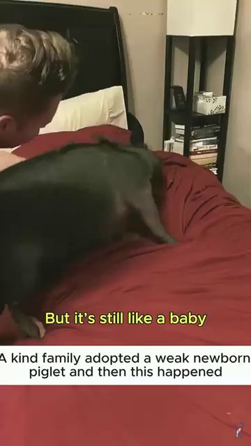 The piglet, now fully recovered, plays happily in a safe indoor space, a testament to the power of patient care.
