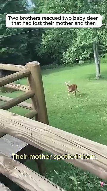 A fawn explores a room with a bowl of food nearby, showing growing independence and curiosity about its environment.