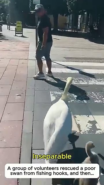 The swan, fully recovered, stands calmly near its rescuer in a moment of quiet connection.